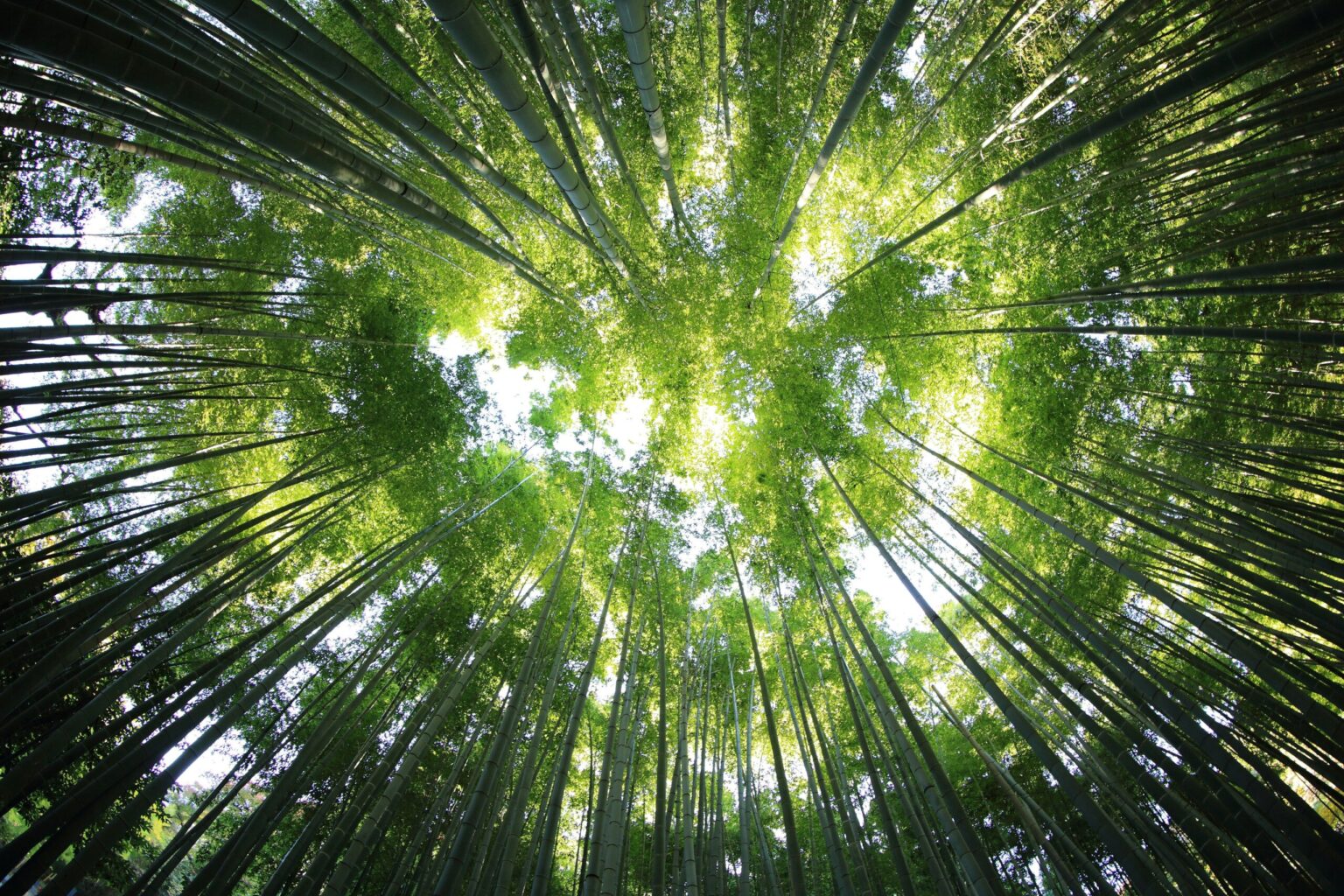 新緑のシーズン
