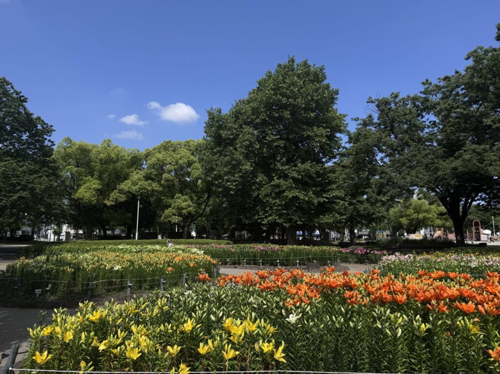 千種公園の百合